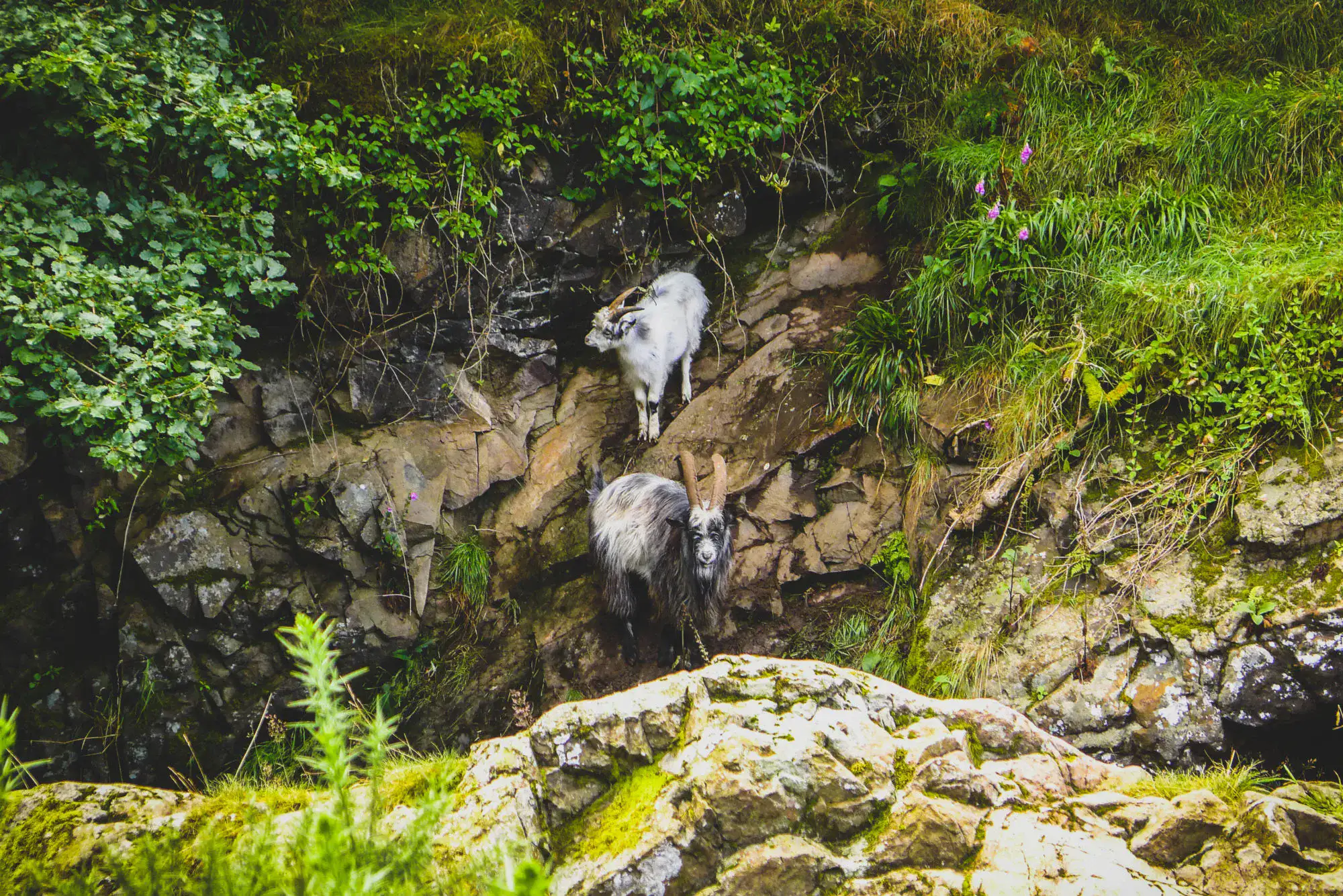 Feral goats cheviots