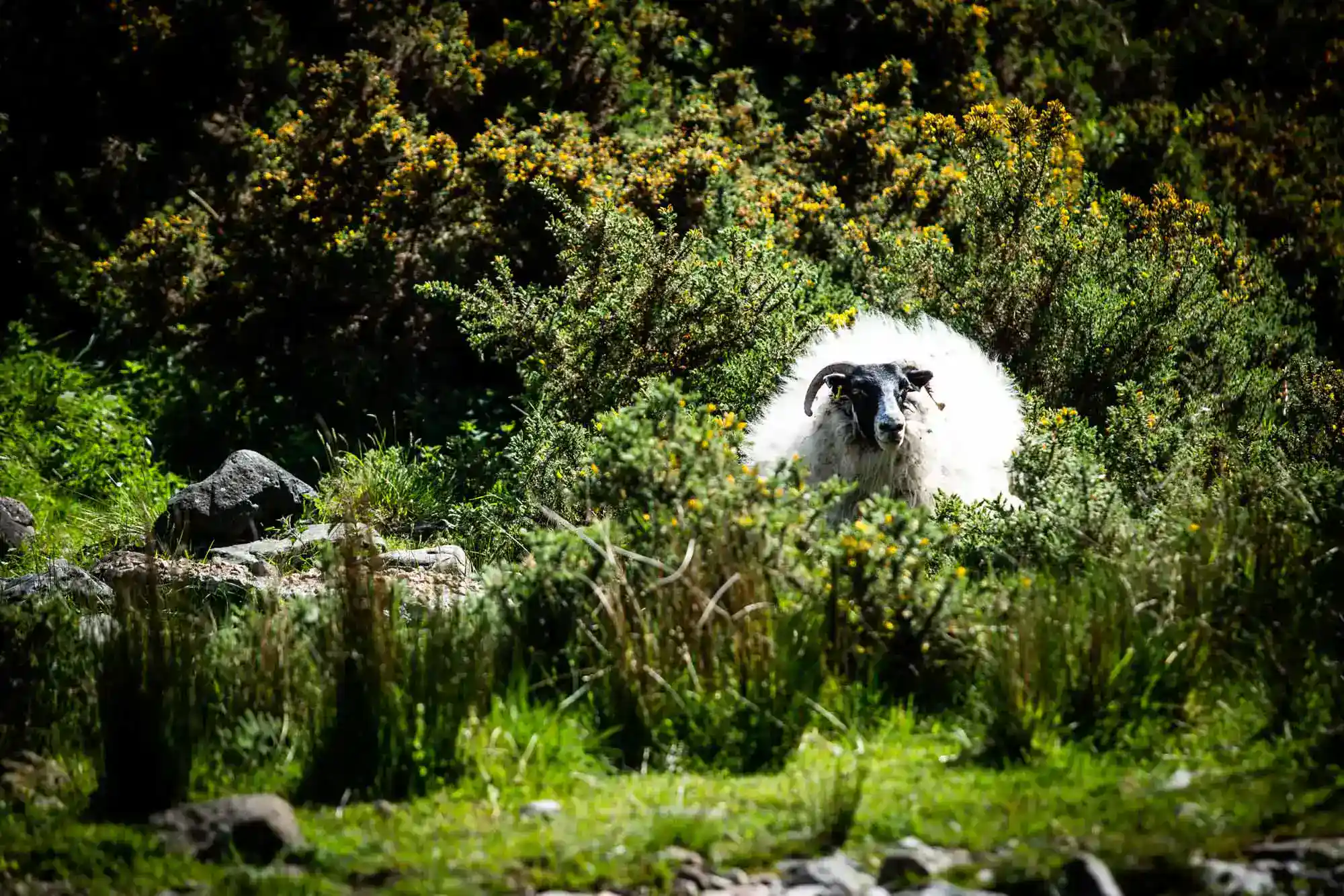 Upland Farming